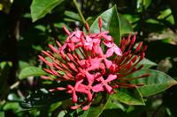 Rastavillage Montego Bay (6)