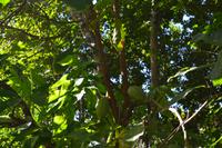 Rastavillage Montego Bay (8)