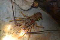 Restaurant Costa Rica (4)