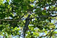 Tortuguero National Park (2)