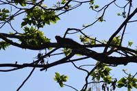 Tortuguero National Park (4)