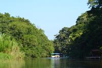 Tortuguero National Park (5)