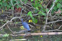 Tortuguero National Park (8)