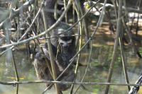 Tortuguero National Park (11)