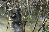 Tortuguero National Park (13)