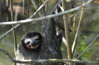 Tortuguero National Park (14)