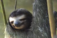 Tortuguero National Park (15)