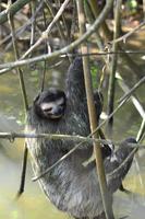 Tortuguero National Park (17)