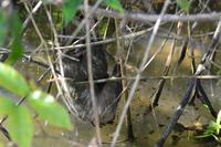 Tortuguero National Park (18)