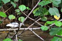 Tortuguero National Park (19)
