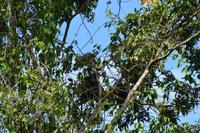 Tortuguero National Park (25)