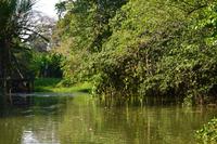 Tortuguero National Park (28)