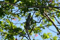 Tortuguero National Park (30)