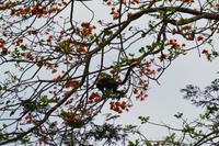 Tortuguero National Park (31)