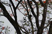 Tortuguero National Park (32)