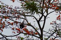 Tortuguero National Park (33)