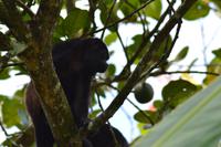 Tortuguero National Park (36)