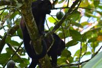 Tortuguero National Park (37)