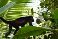 Tortuguero National Park (38)