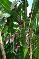 Tortuguero National Park (39)