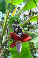 Tortuguero National Park (40)