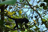 Tortuguero National Park (41)