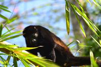 Tortuguero National Park (42)
