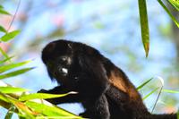 Tortuguero National Park (43)