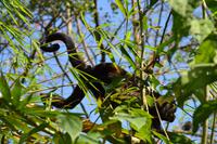Tortuguero National Park (45)