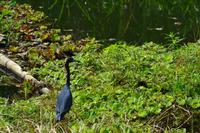 Tortuguero National Park (46)