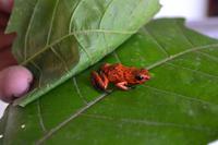 Tortuguero National Park (50)