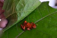 Tortuguero National Park (51)