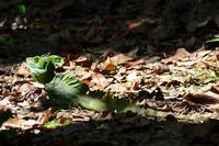 Tortuguero National Park (52)