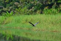 Tortuguero National Park (54)
