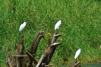 Tortuguero National Park (55)