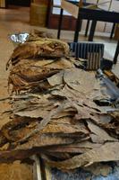 Zigarrenfabrik Dom. Rep. (6)