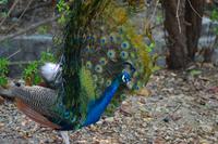 Zooanlage Cartagena (12)