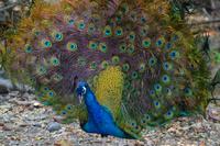 Zooanlage Cartagena (42)