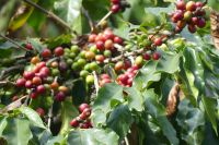 Ausflug Blue Mountains, Blue Mountains Kaffee