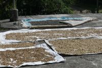 Blue Mountains Kaffee wird getrocknet