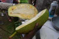 Jamaika, Besuch bei Ms. Morries...Jackfrucht