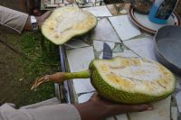 Jamaika, Besuch bei Ms. Morries...Jackfrucht