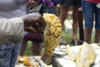 Jamaika, Besuch bei Ms. Morries...Jackfrucht