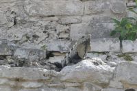 Mayastätte Tulum, Leguan