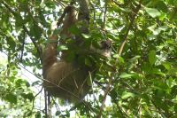 Tortuguero Nationalpark, Faultier