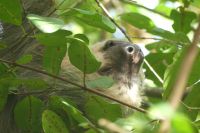 Tortuguero Nationalpark, Faultier