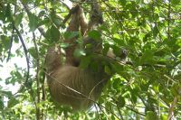 Tortuguero Nationalpark, Faultier