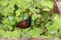 Gelbstirn-Blatthühnchen
