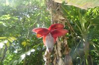 Bananenblüte