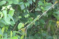 ...ganz schön getarnt